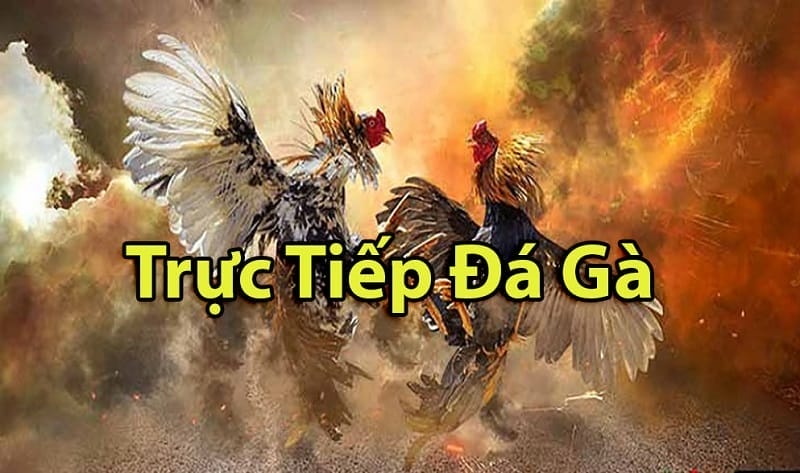 https://dooxy.de/tim-hieu-ve-da-ga-thomo-campuchia/